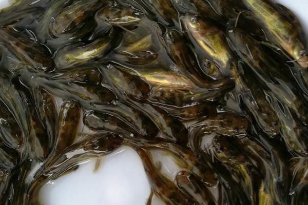 黄骨鱼如何养殖,要确保池塘水源稳定且充足无污染