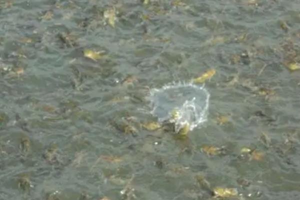 黄骨鱼如何养殖,要确保池塘水源稳定且充足无污染