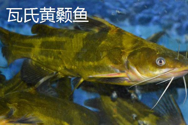 黄骨鱼如何养殖,要确保池塘水源稳定且充足无污染