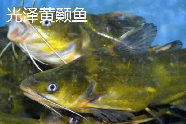 黄骨鱼如何养殖,要确保池塘水源稳定且充足无污染