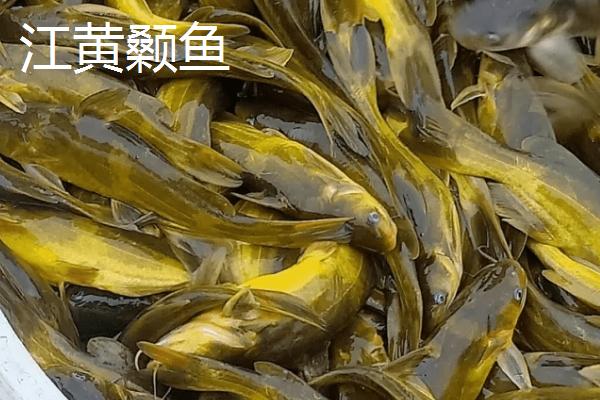 黄骨鱼如何养殖,要确保池塘水源稳定且充足无污染