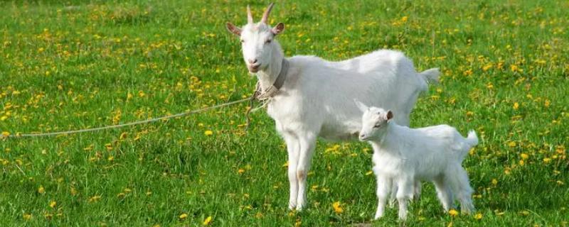 山羊可分为哪些种类