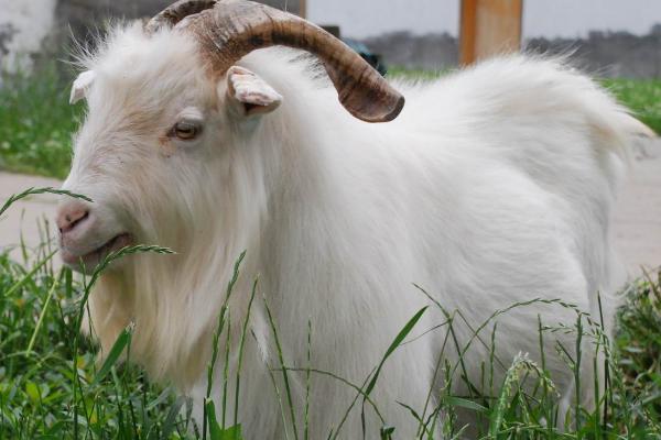 山羊可分为哪些种类,可分为乳用型、肉用型、绒用型