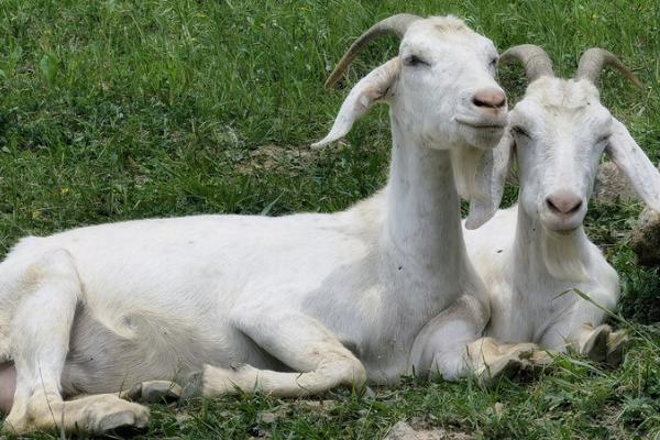 山羊可分为哪些种类,可分为乳用型、肉用型、绒用型