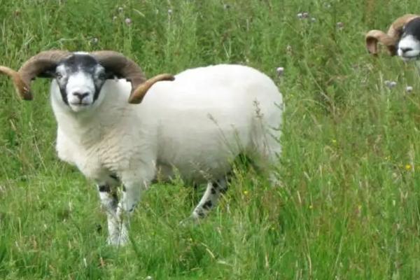 山羊可分为哪些种类,可分为乳用型、肉用型、绒用型