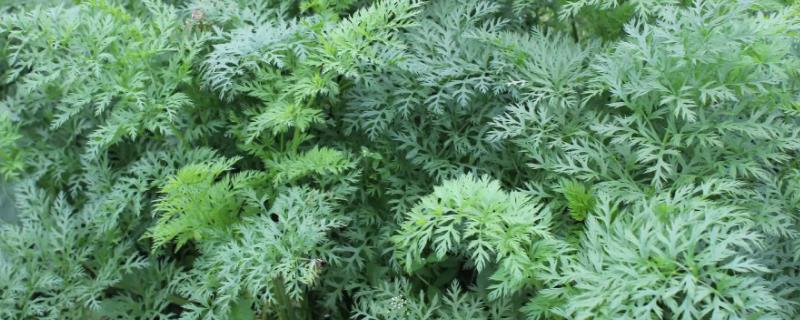 川芎冬天会冻死吗