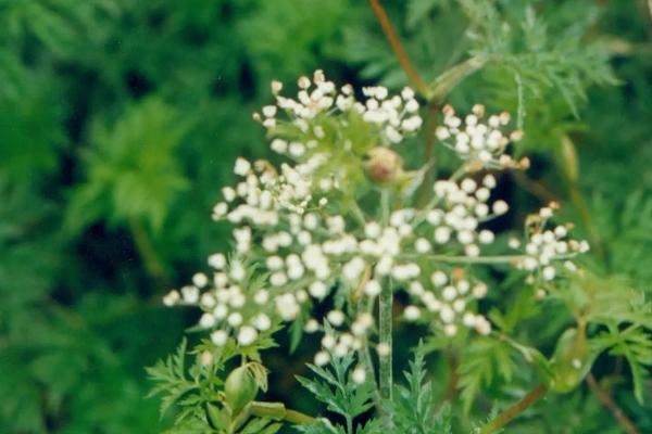 川芎冬天会冻死吗，地下部分不会冻死