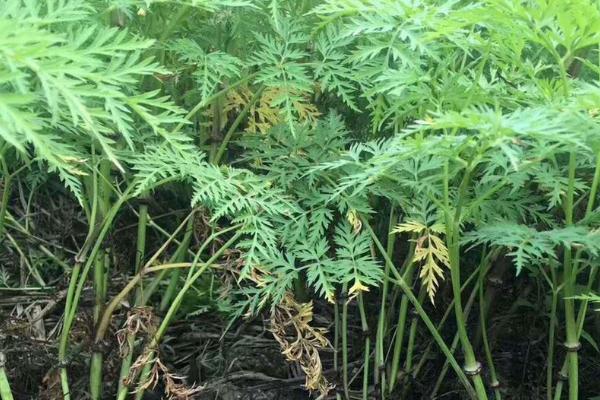 川芎冬天会冻死吗，地下部分不会冻死