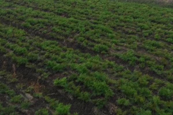 川芎冬天会冻死吗，地下部分不会冻死