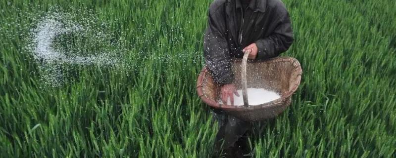 小麦4月份还能追肥吗