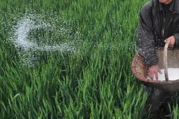 小麦4月份还能追肥吗，4月份能追肥