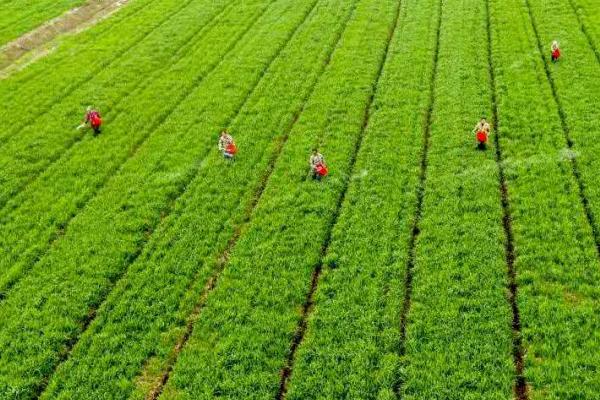 小麦4月份还能追肥吗，4月份能追肥