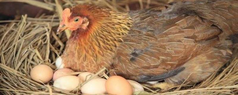 母鸡抱窝怎么醒窝