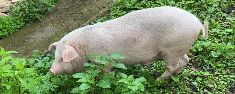 猪闻到什么气味会远离