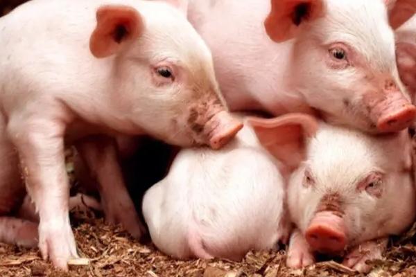 猪闻到什么气味会远离，不喜欢月桂叶、柠檬草油、香叶醇等气味