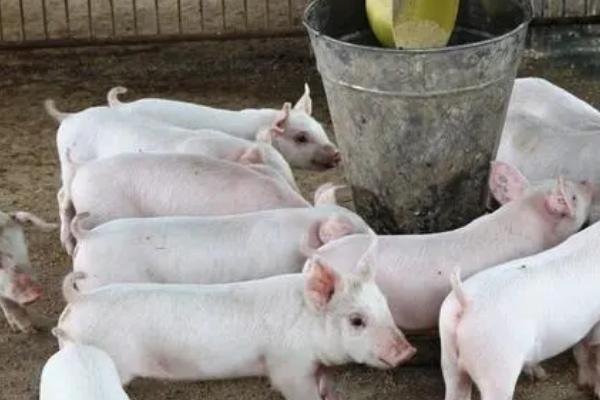 猪闻到什么气味会远离，不喜欢月桂叶、柠檬草油、香叶醇等气味