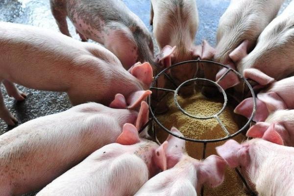 猪闻到什么气味会远离，不喜欢月桂叶、柠檬草油、香叶醇等气味