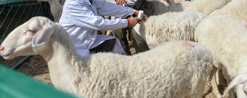 三联四防疫苗是否安全