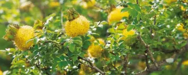 刺梨几月份成熟