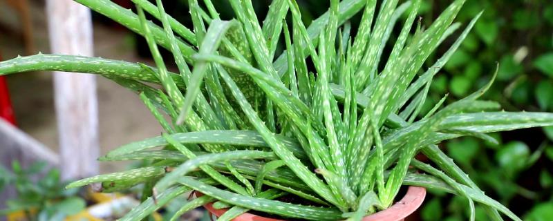 可以吸收甲醛的植物有哪些