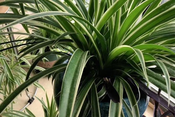 可以吸收甲醛的植物有哪些,包括吊兰、菊花、绿萝等品种