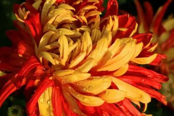 可以吸收甲醛的植物有哪些,包括吊兰、菊花、绿萝等品种