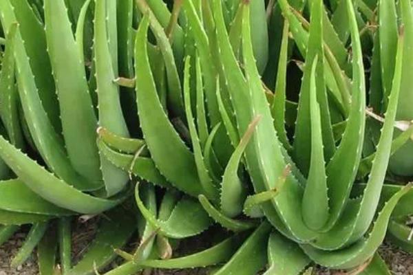 可以吸收甲醛的植物有哪些,包括吊兰、菊花、绿萝等品种