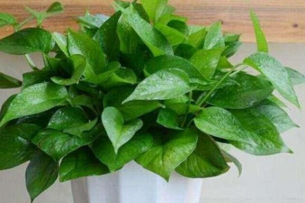 可以吸收甲醛的植物有哪些,包括吊兰、菊花、绿萝等品种