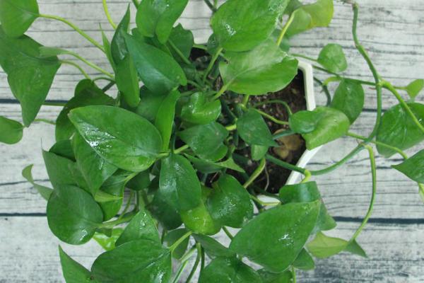 可以吸收甲醛的植物有哪些,包括吊兰、菊花、绿萝等品种