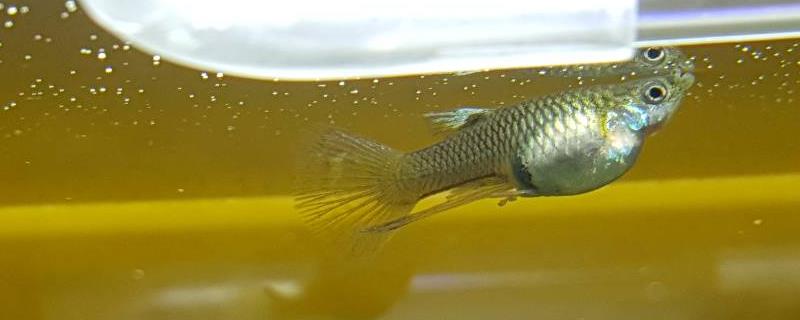 孔雀鱼难产怎么办