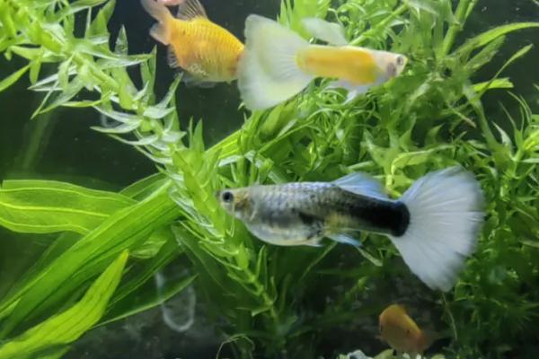 孔雀鱼难产怎么办，可以尝试换水来刺激孔雀鱼