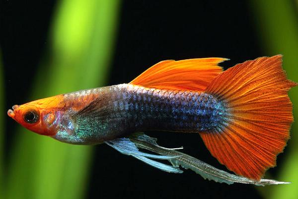 孔雀鱼难产怎么办，可以尝试换水来刺激孔雀鱼