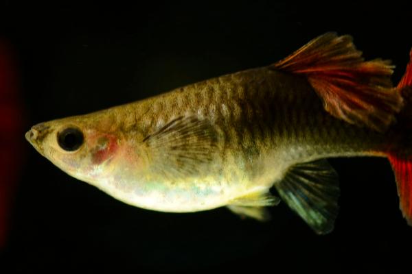 孔雀鱼难产怎么办，可以尝试换水来刺激孔雀鱼