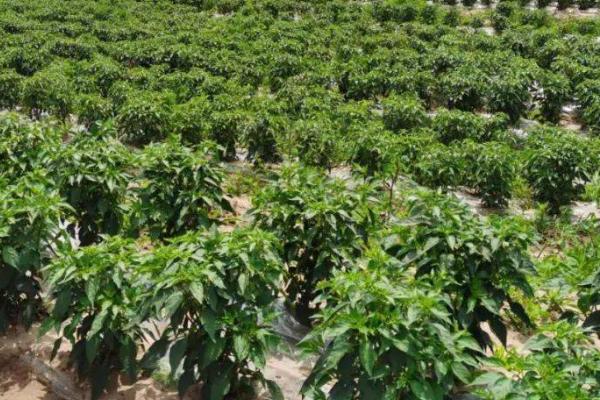 辣椒的种植方法,开花坐果前每隔3-4天浇1次水