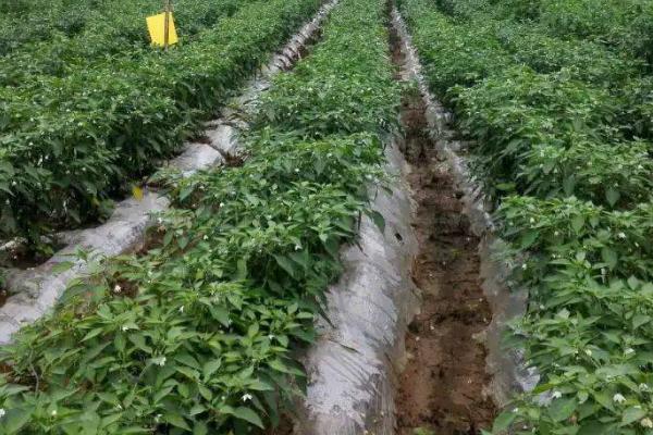 辣椒的种植方法,开花坐果前每隔3-4天浇1次水