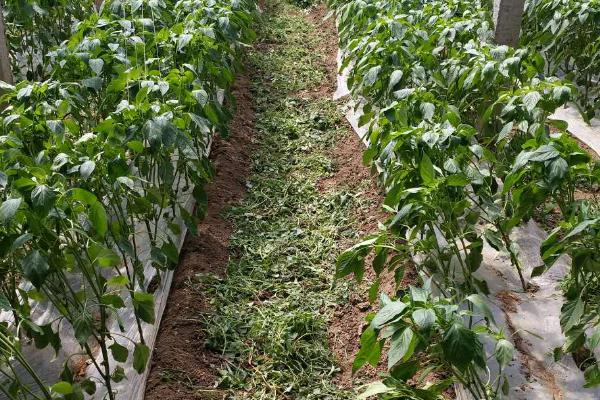 辣椒的种植方法,开花坐果前每隔3-4天浇1次水