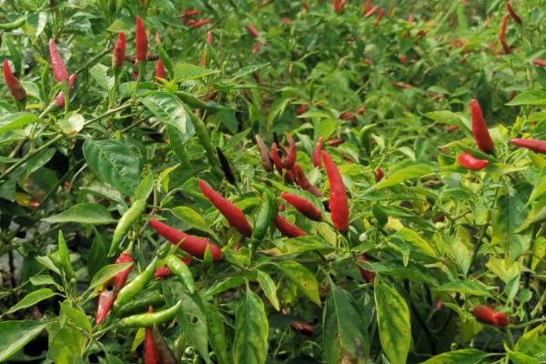 辣椒的种植方法,开花坐果前每隔3-4天浇1次水
