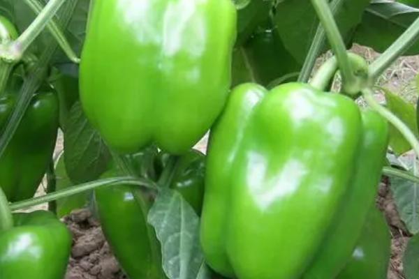 辣椒的种植方法,开花坐果前每隔3-4天浇1次水