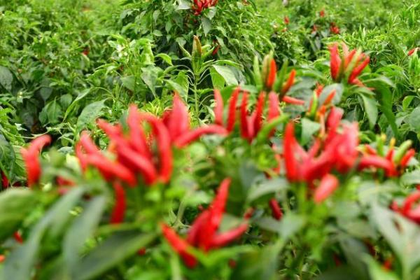 辣椒的种植方法,开花坐果前每隔3-4天浇1次水