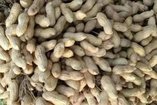 花生亩产多少，会受到多种因素的影响