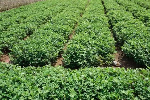 花生亩产多少，会受到多种因素的影响