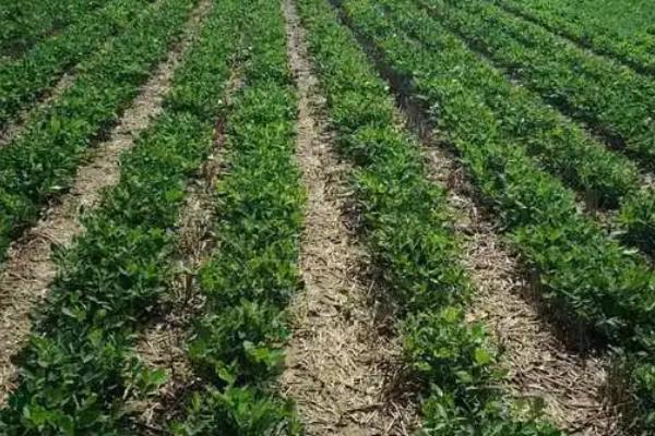 花生亩产多少，会受到多种因素的影响