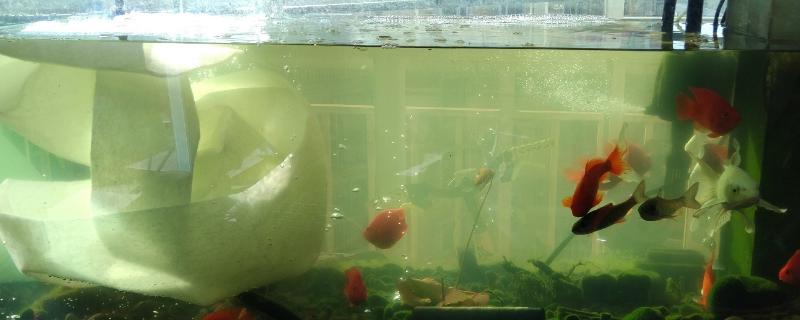 鱼缸水浑浊怎么处理