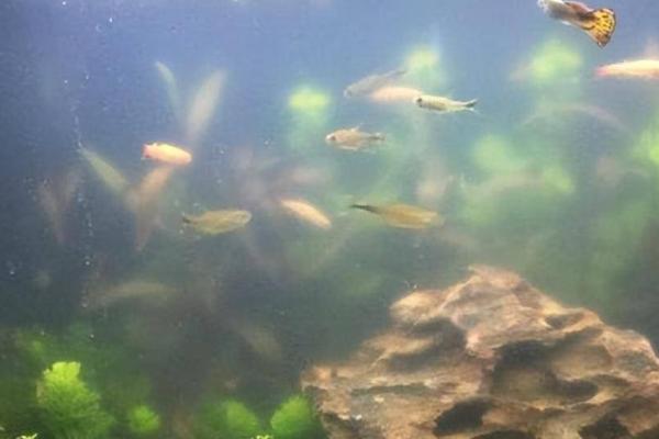 鱼缸水浑浊怎么处理，需要做换水的处理