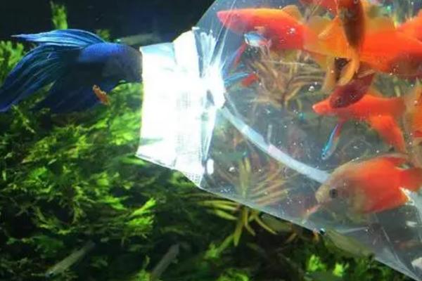 鱼缸水浑浊怎么处理，需要做换水的处理