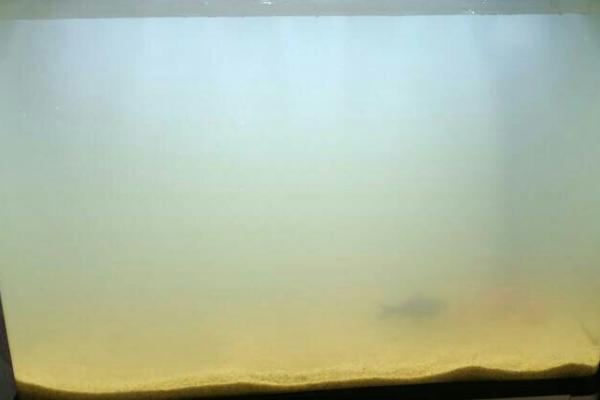 鱼缸水浑浊怎么处理，需要做换水的处理