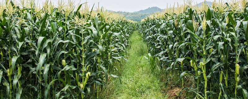 桂甜245玉米种子简介