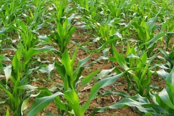 桂甜245玉米种子简介，该品种是糯玉米