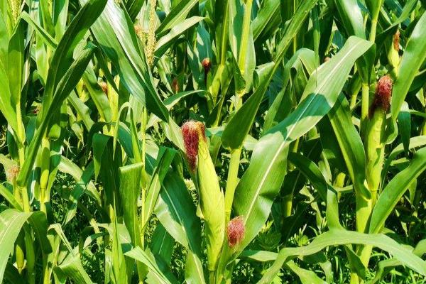 桂甜245玉米种子简介，该品种是糯玉米