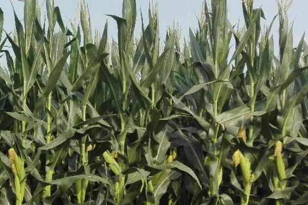 桂甜245玉米种子简介，该品种是糯玉米